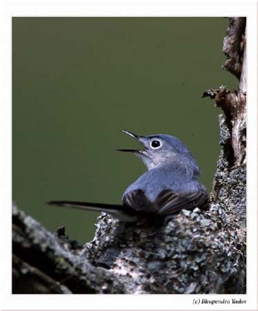 Photo (19): Blue-gray Gnatcatcher