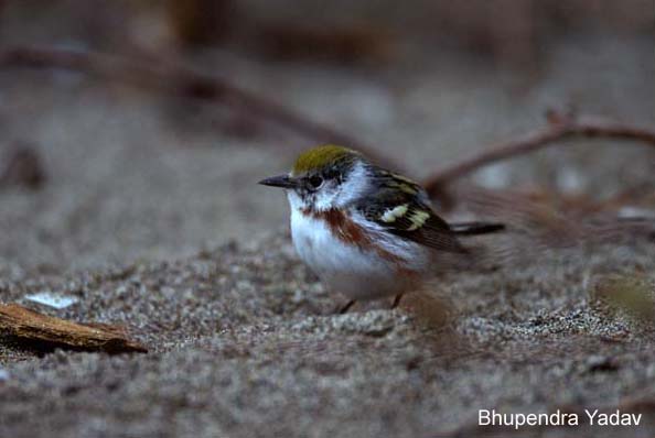 Photo (4): Chestnut-sided Warbler