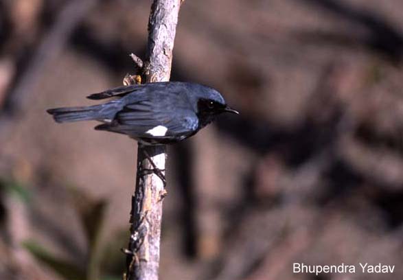 Photo (12): Black-throated Blue Warbler