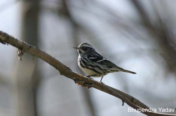 Photo (6): Black-and-white Warbler