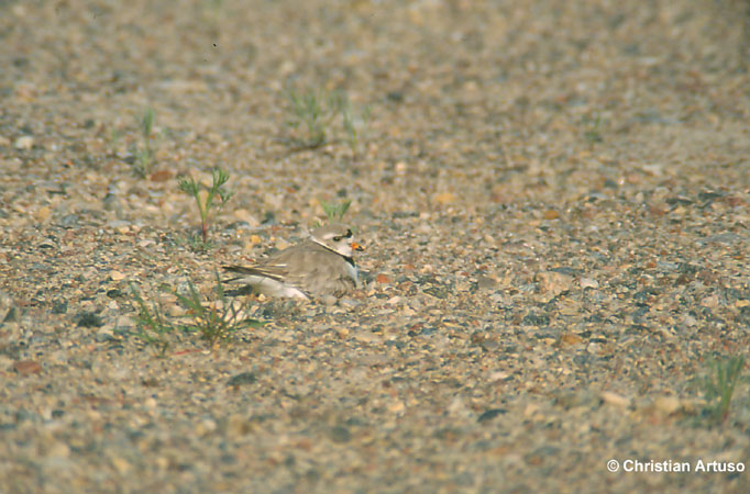 Photo (10): Piping Plover