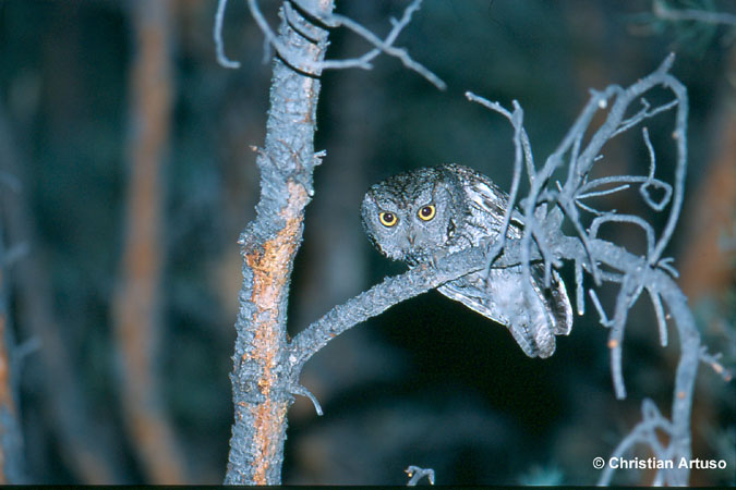 Photo (9): Western Screech-Owl