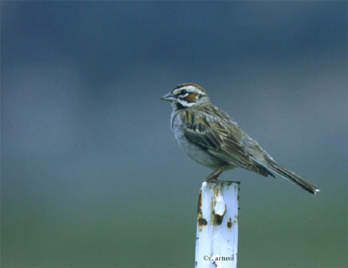 Photo (13): Lark Sparrow