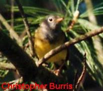 Photo (3): Connecticut Warbler