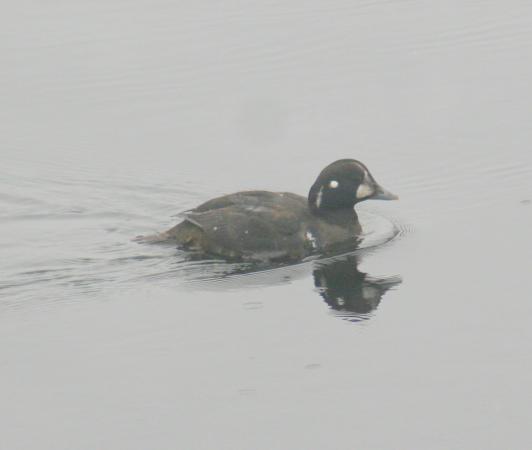Photo (13): Harlequin Duck