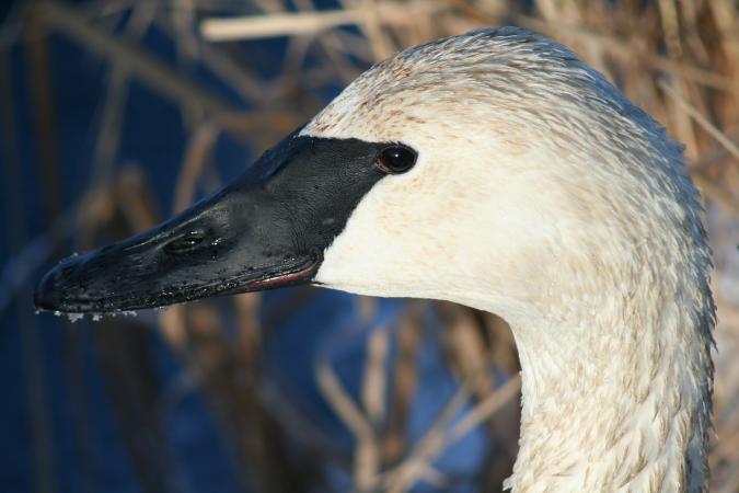 Photo (8): Trumpeter Swan