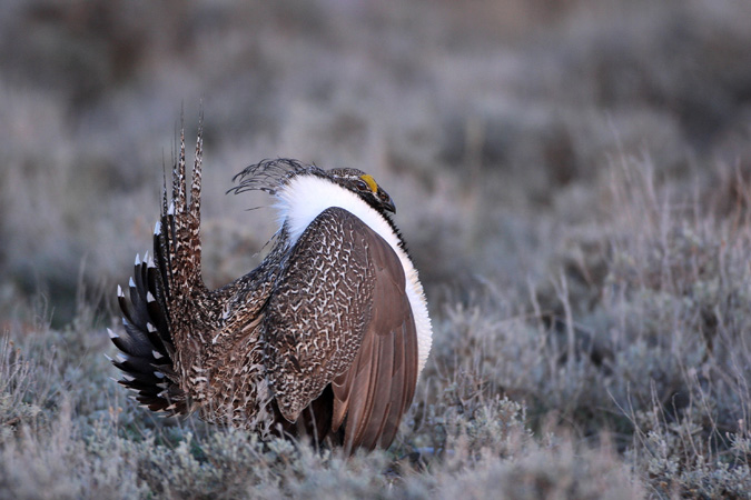 Photo (1): Greater Sage-Grouse