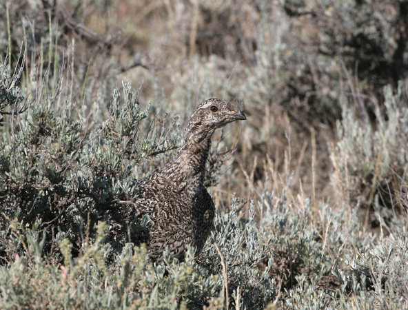 Photo (4): Greater Sage-Grouse
