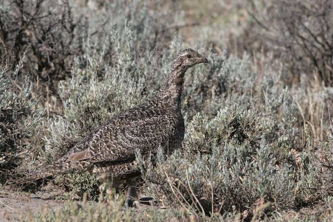 Photo (2): Greater Sage-Grouse