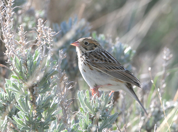 Photo (1): Baird's Sparrow