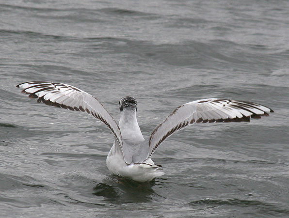 Photo (21): Bonaparte's Gull