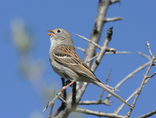 Photo (2): Field Sparrow