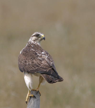 Photo (24): Swainson's Hawk