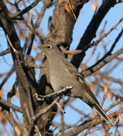 Photo (4): Townsend's Solitaire