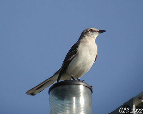 Photo (10): Northern Mockingbird