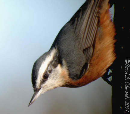 Photo (6): Red-breasted Nuthatch