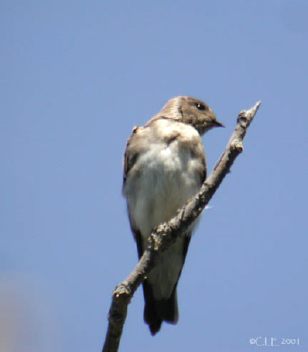 Photo (17): Northern Rough-winged Swallow