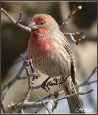 Photo (6): House Finch