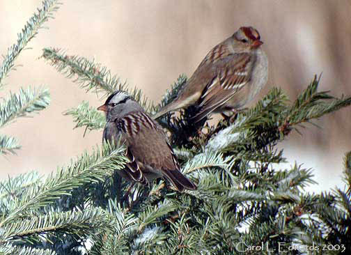 Photo (20): White-crowned Sparrow