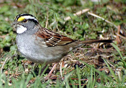 Photo (18): White-throated Sparrow