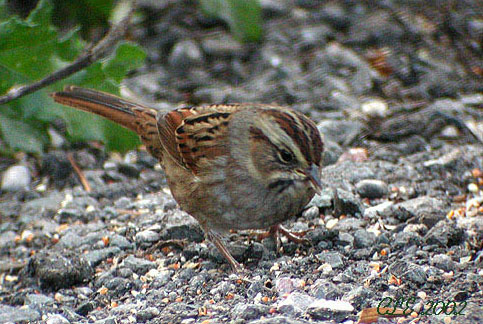Photo (6): Swamp Sparrow