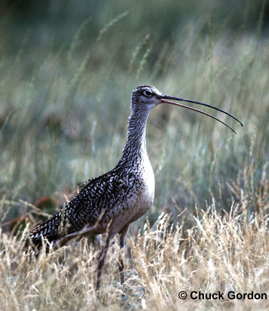 Photo (21): Long-billed Curlew