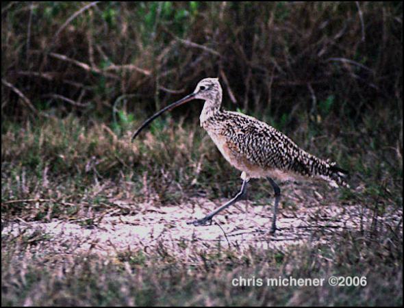 Photo (22): Long-billed Curlew