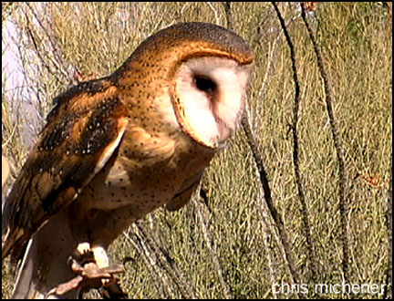 Photo (8): Barn Owl