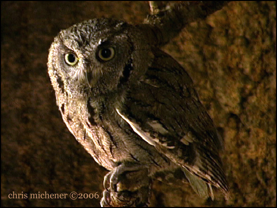 Photo (8): Western Screech-Owl