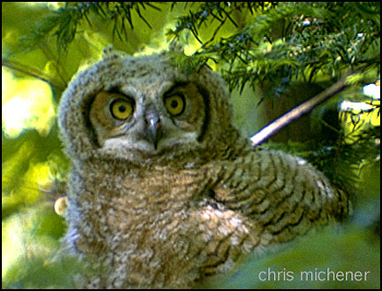 Photo (21): Great Horned Owl