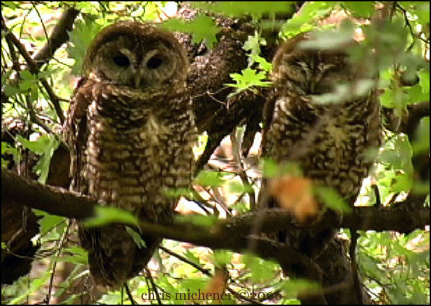 Photo (9): Spotted Owl