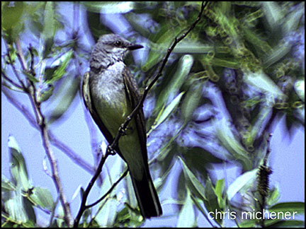 Photo (19): Western Kingbird