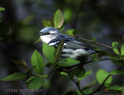 Photo (9): Cerulean Warbler