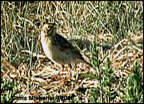 Photo (3): Baird's Sparrow