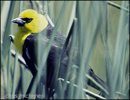 Photo (6): Yellow-headed Blackbird