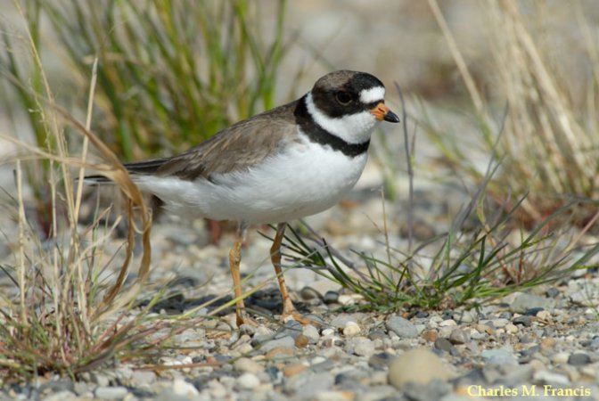 Photo (2): Semipalmated Plover