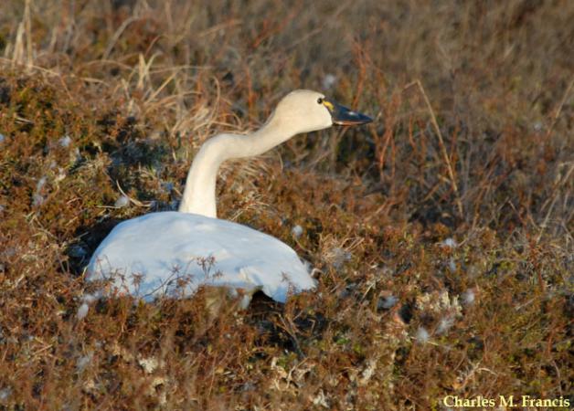 Photo (6): Tundra Swan