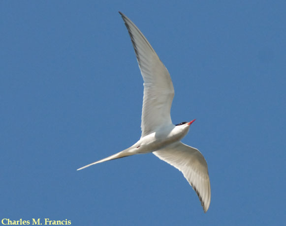 Photo (3): Arctic Tern