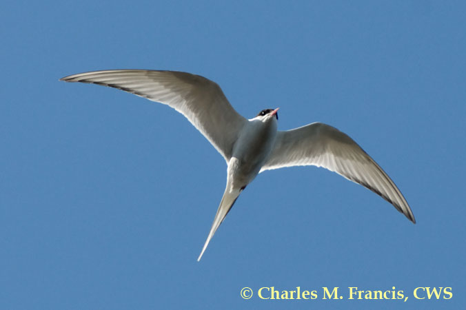 Photo (5): Arctic Tern