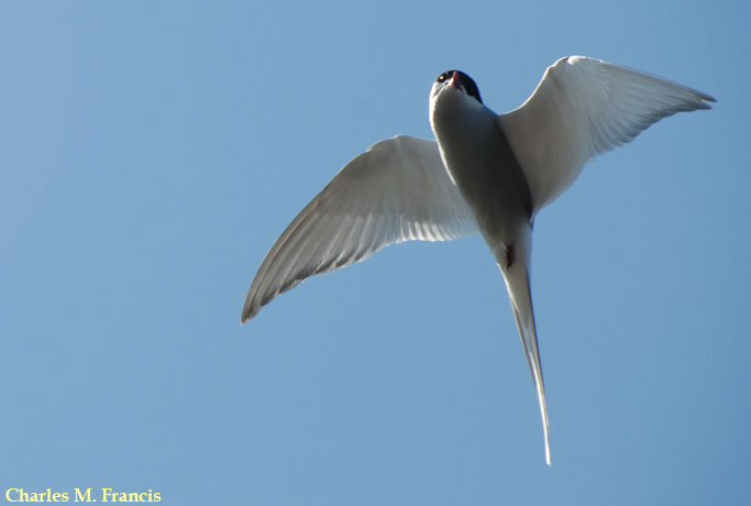 Photo (10): Arctic Tern