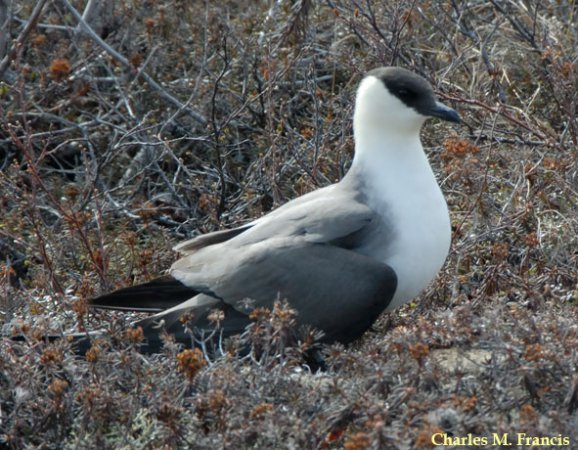 Photo (9): Long-tailed Jaeger