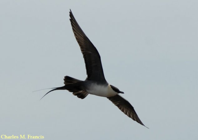 Photo (5): Long-tailed Jaeger