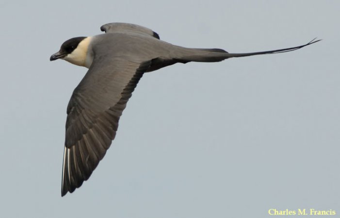 Photo (2): Long-tailed Jaeger