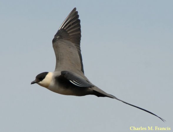 Photo (4): Long-tailed Jaeger