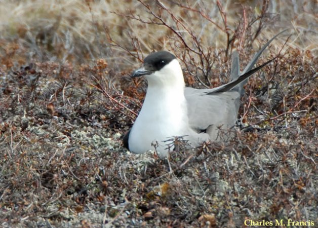 Photo (1): Long-tailed Jaeger