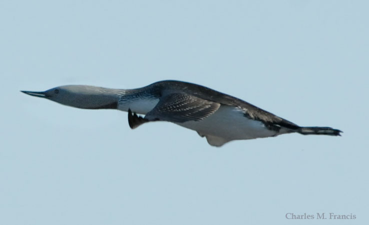Photo (4): Red-throated Loon