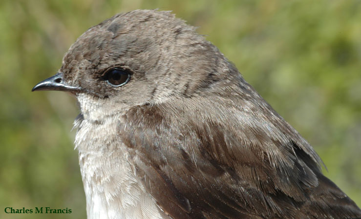 Photo (6): Northern Rough-winged Swallow