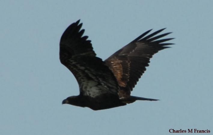 Photo (20): Bald Eagle