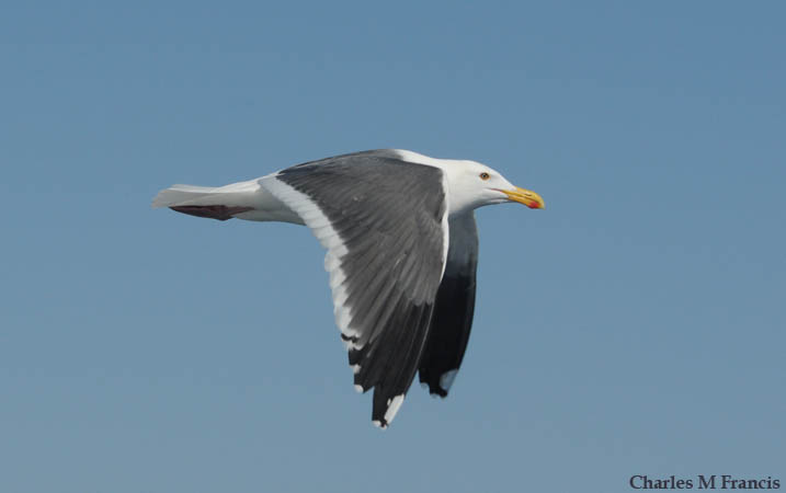 Photo (1): Western Gull