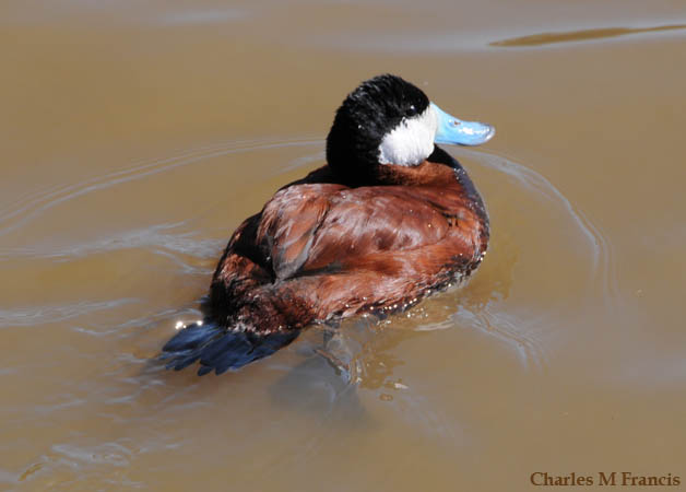 Photo (9): Ruddy Duck